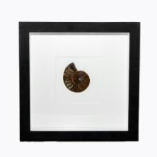 Box Framed Shell Wall Art