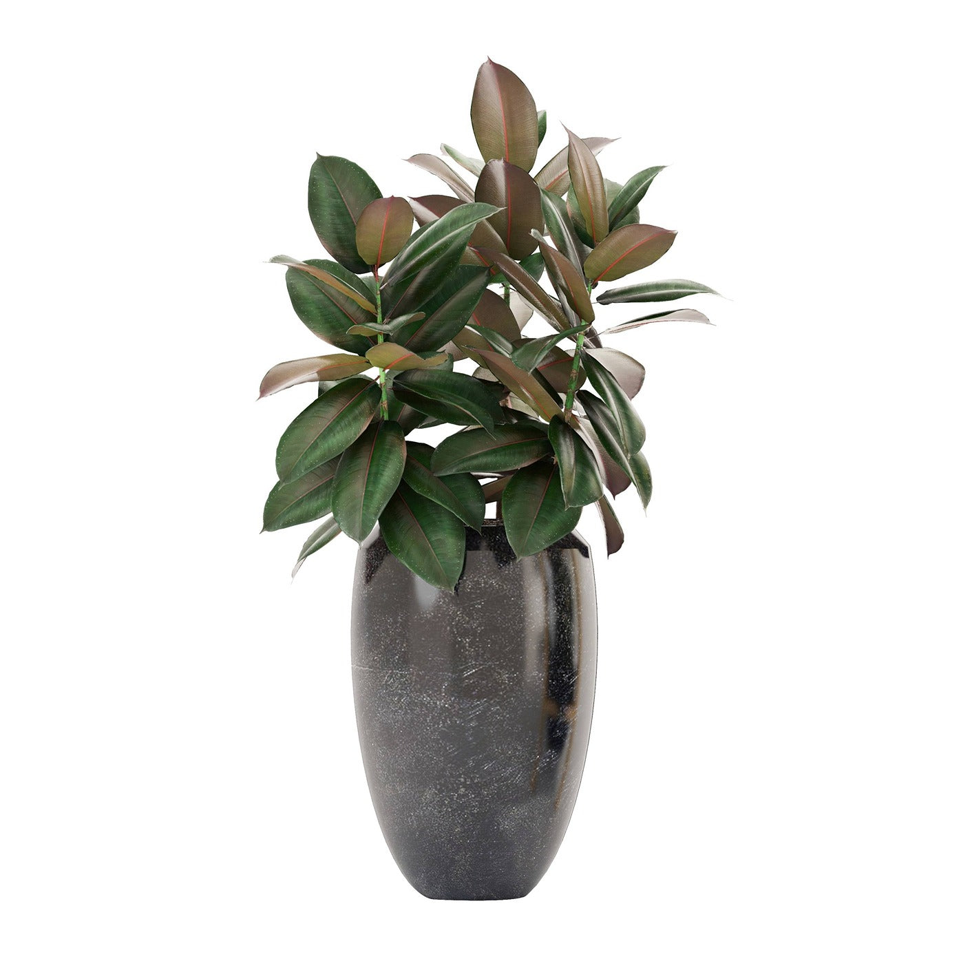 Ficus Vase